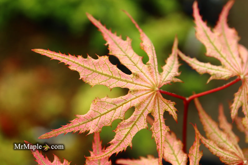 - Acer palmatum 'Strawberry Spring' Reticulated Japanese Maple - Mr Maple │ Buy Japanese Maple Trees