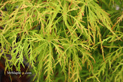 - Acer palmatum 'Baldsmith' Laceleaf Japanese Maple - Mr Maple │ Buy Japanese Maple Trees