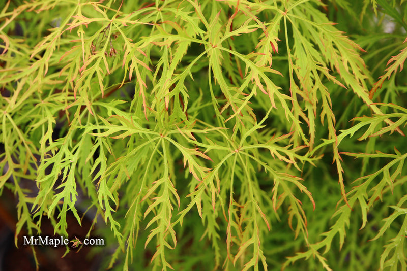 - Acer palmatum 'Baldsmith' Laceleaf Japanese Maple - Mr Maple │ Buy Japanese Maple Trees