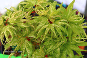 - Acer palmatum 'Snow Kitten' Japanese Maple - Mr Maple │ Buy Japanese Maple Trees