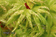 - Acer palmatum 'Snow Kitten' Japanese Maple - Mr Maple │ Buy Japanese Maple Trees