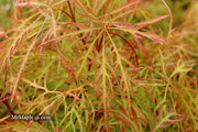 - Acer palmatum 'Baldsmith' Laceleaf Japanese Maple - Mr Maple │ Buy Japanese Maple Trees