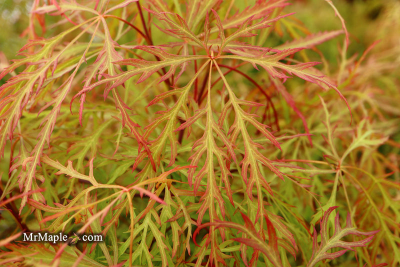 - Acer palmatum 'Baldsmith' Laceleaf Japanese Maple - Mr Maple │ Buy Japanese Maple Trees