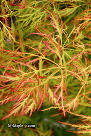 - Acer palmatum 'Baldsmith' Laceleaf Japanese Maple - Mr Maple │ Buy Japanese Maple Trees