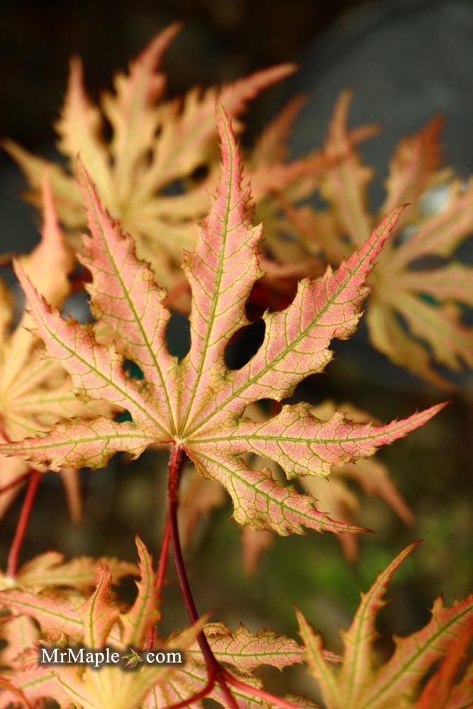 Buy Acer palmatum 'Strawberry Spring' Reticulated Japanese Maple Buy Acer palmatum 'Strawberry Spring' Reticulated Japanese Maple