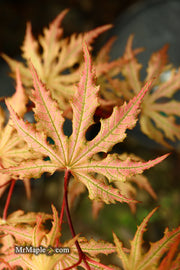 - Acer palmatum 'Strawberry Spring' Reticulated Japanese Maple - Mr Maple │ Buy Japanese Maple Trees