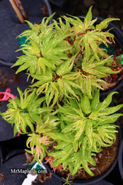 - Acer palmatum 'Snow Kitten' Japanese Maple - Mr Maple │ Buy Japanese Maple Trees