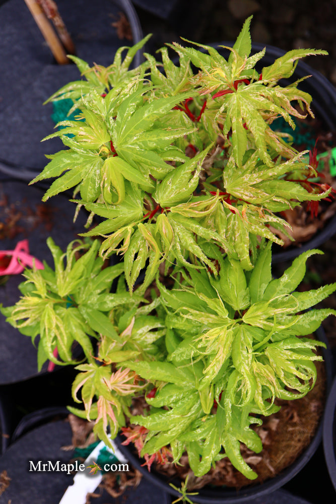 - Acer palmatum 'Snow Kitten' Japanese Maple - Mr Maple │ Buy Japanese Maple Trees