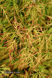 - Acer palmatum 'Baldsmith' Laceleaf Japanese Maple - Mr Maple │ Buy Japanese Maple Trees