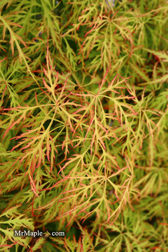 - Acer palmatum 'Baldsmith' Laceleaf Japanese Maple - Mr Maple │ Buy Japanese Maple Trees