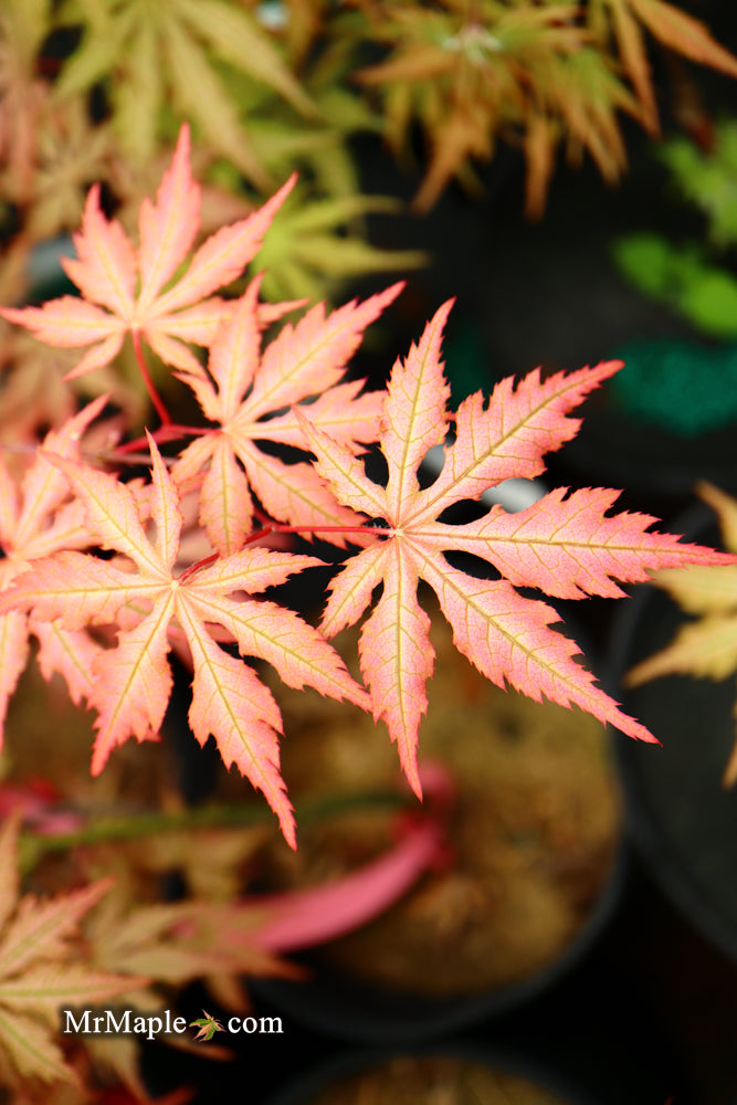 Buy Acer palmatum 'Strawberry Spring' Reticulated Japanese Maple