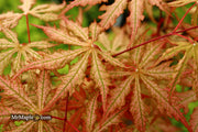 - Acer palmatum 'Strawberry Spring' Reticulated Japanese Maple - Mr Maple │ Buy Japanese Maple Trees