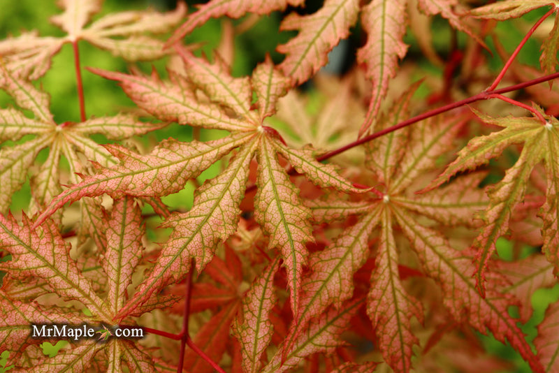 - Acer palmatum 'Strawberry Spring' Reticulated Japanese Maple - Mr Maple │ Buy Japanese Maple Trees