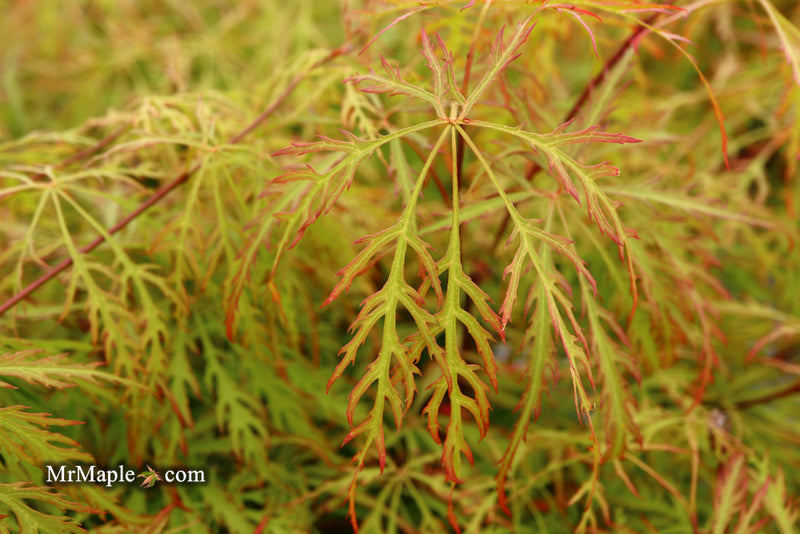 - Acer palmatum 'Baldsmith' Laceleaf Japanese Maple - Mr Maple │ Buy Japanese Maple Trees