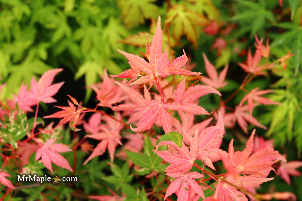 Acer palmatum 'Brandi' Rare Pink Variegated Japanese Maple