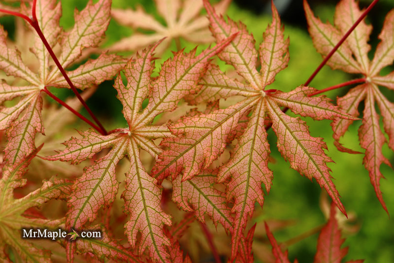 - Acer palmatum 'Strawberry Spring' Reticulated Japanese Maple - Mr Maple │ Buy Japanese Maple Trees