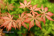 - Acer palmatum 'Strawberry Spring' Reticulated Japanese Maple - Mr Maple │ Buy Japanese Maple Trees