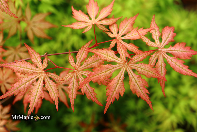 - Acer palmatum 'Strawberry Spring' Reticulated Japanese Maple - Mr Maple │ Buy Japanese Maple Trees