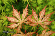 - Acer palmatum 'Strawberry Spring' Reticulated Japanese Maple - Mr Maple │ Buy Japanese Maple Trees
