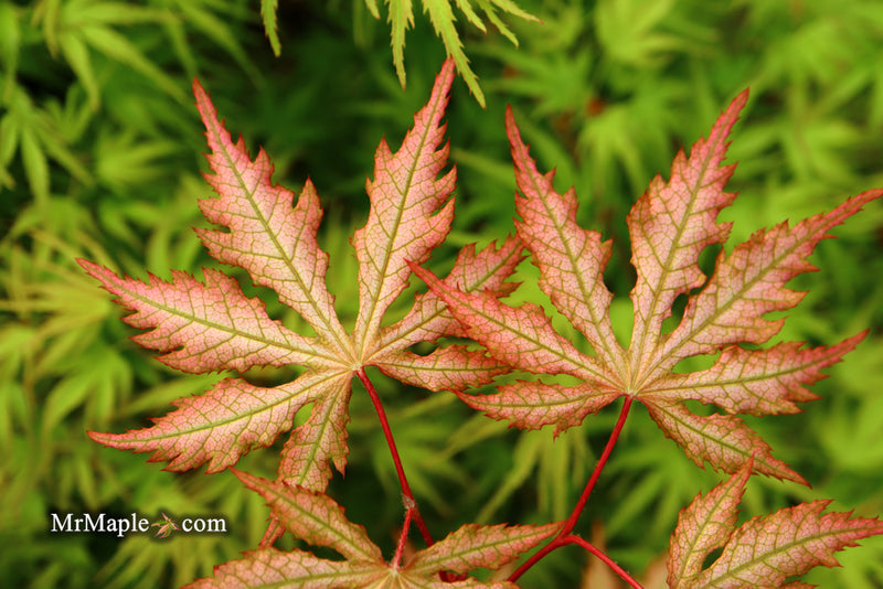 - Acer palmatum 'Strawberry Spring' Reticulated Japanese Maple - Mr Maple │ Buy Japanese Maple Trees