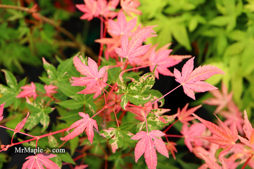 Acer palmatum 'Brandi' Rare Pink Variegated Japanese Maple