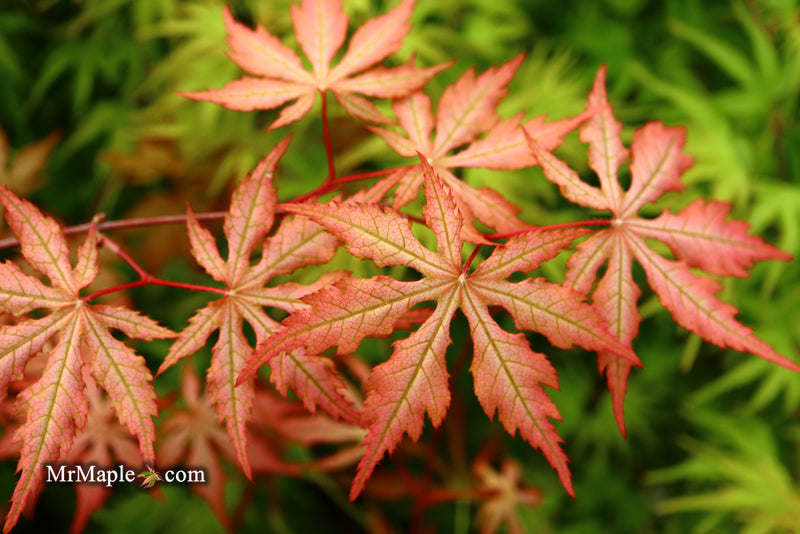 - Acer palmatum 'Strawberry Spring' Reticulated Japanese Maple - Mr Maple │ Buy Japanese Maple Trees