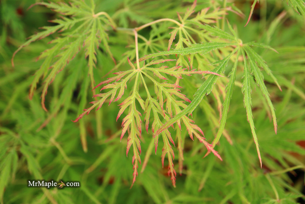 FOR PICKUP ONLY | Acer palmatum 'Waterfall' Japanese Maple | DOES NOT SHIP
