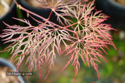 - Acer palmatum 'Red Filigree Lace' Dwarf Japanese Maple - Mr Maple │ Buy Japanese Maple Trees