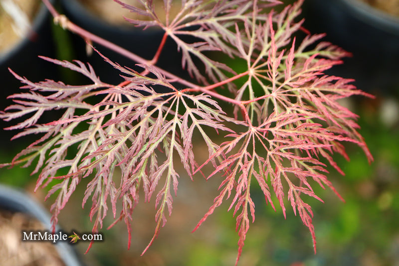 - Acer palmatum 'Red Filigree Lace' Dwarf Japanese Maple - Mr Maple │ Buy Japanese Maple Trees