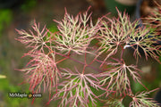 - Acer palmatum 'Red Filigree Lace' Dwarf Japanese Maple - Mr Maple │ Buy Japanese Maple Trees