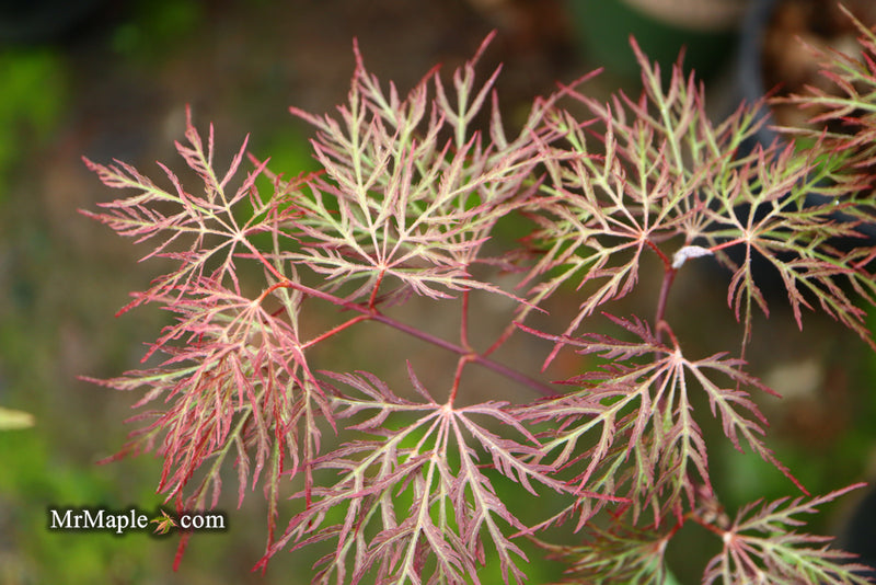 - Acer palmatum 'Red Filigree Lace' Dwarf Japanese Maple - Mr Maple │ Buy Japanese Maple Trees