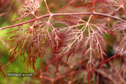 - Acer palmatum 'Red Filigree Lace' Dwarf Japanese Maple - Mr Maple │ Buy Japanese Maple Trees
