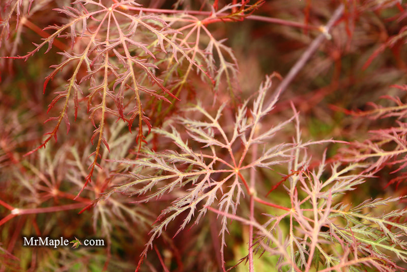 - Acer palmatum 'Red Filigree Lace' Dwarf Japanese Maple - Mr Maple │ Buy Japanese Maple Trees