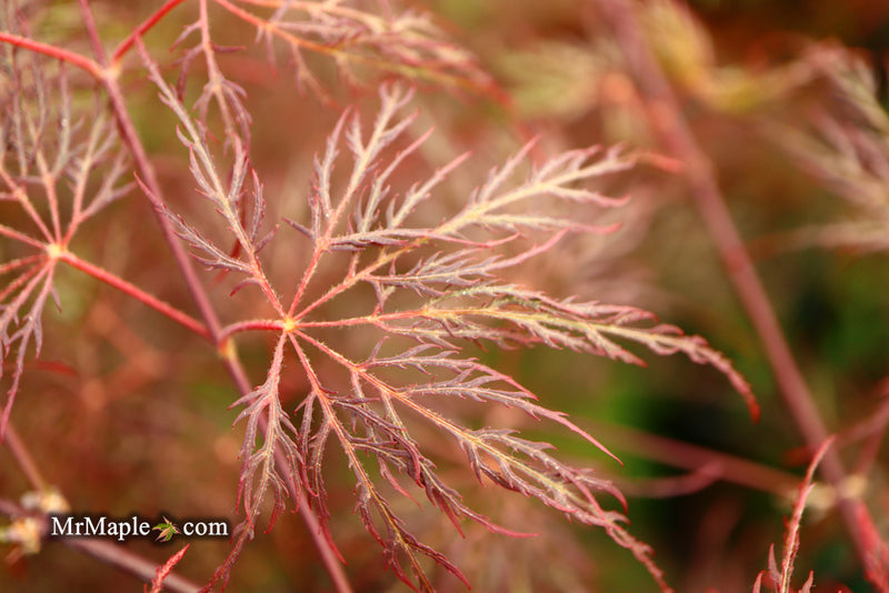 - Acer palmatum 'Red Filigree Lace' Dwarf Japanese Maple - Mr Maple │ Buy Japanese Maple Trees