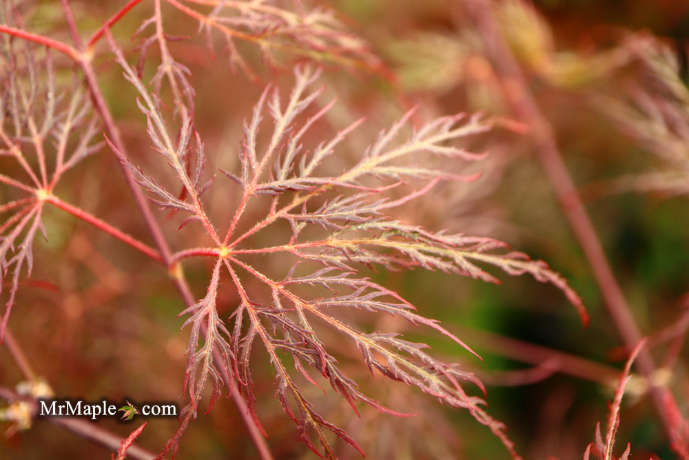 Acer palmatum 'Red Filigree Lace' Dwarf Japanese Maple