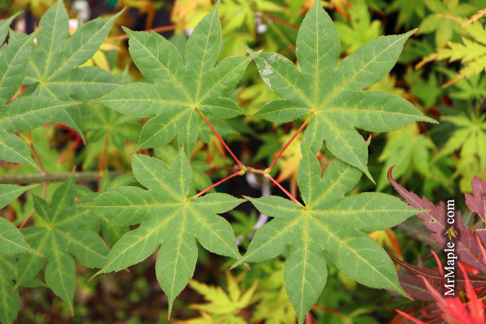 Acer palmatum 'Saotome' Japanese Maple