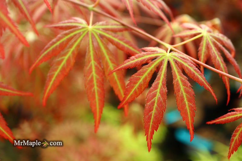 - Acer shirasawanum 'Bronze Age' Bronze Full Moon Japanese Maple - Mr Maple │ Buy Japanese Maple Trees