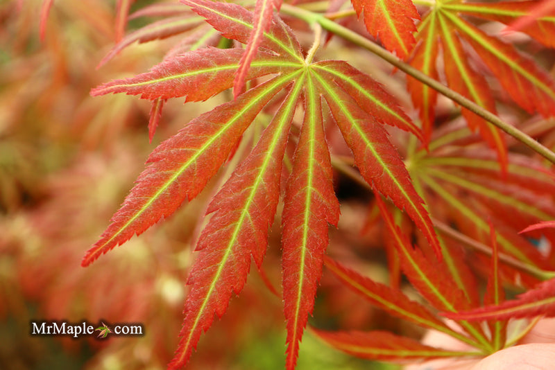 - Acer shirasawanum 'Bronze Age' Bronze Full Moon Japanese Maple - Mr Maple │ Buy Japanese Maple Trees
