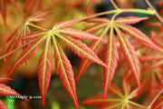 - Acer shirasawanum 'Bronze Age' Bronze Full Moon Japanese Maple - Mr Maple │ Buy Japanese Maple Trees