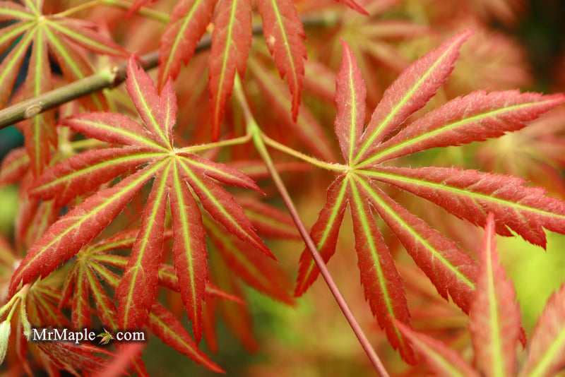 - Acer shirasawanum 'Bronze Age' Bronze Full Moon Japanese Maple - Mr Maple │ Buy Japanese Maple Trees