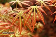 - Acer shirasawanum 'Bronze Age' Bronze Full Moon Japanese Maple - Mr Maple │ Buy Japanese Maple Trees