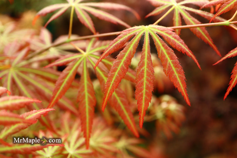 - Acer shirasawanum 'Bronze Age' Bronze Full Moon Japanese Maple - Mr Maple │ Buy Japanese Maple Trees