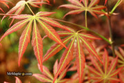 - Acer shirasawanum 'Bronze Age' Bronze Full Moon Japanese Maple - Mr Maple │ Buy Japanese Maple Trees