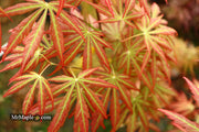 - Acer shirasawanum 'Bronze Age' Bronze Full Moon Japanese Maple - Mr Maple │ Buy Japanese Maple Trees