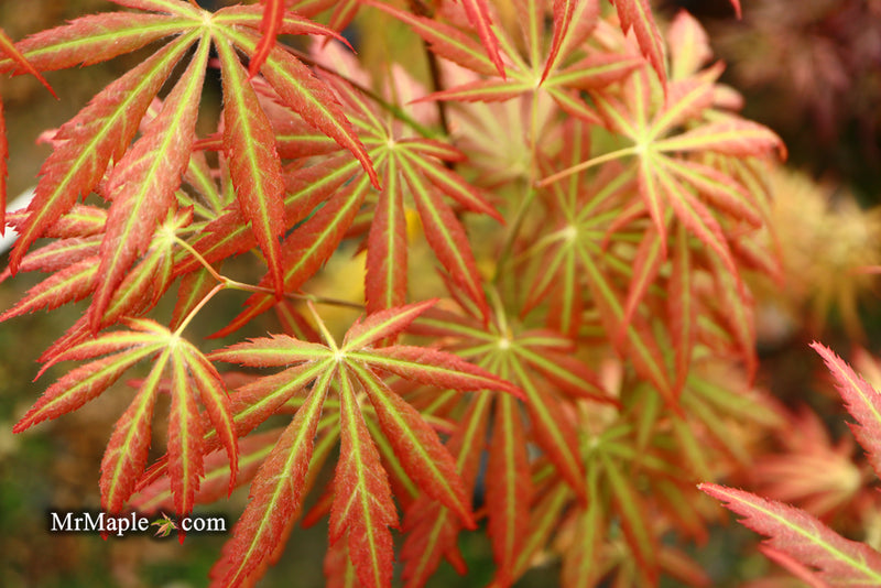 - Acer shirasawanum 'Bronze Age' Bronze Full Moon Japanese Maple - Mr Maple │ Buy Japanese Maple Trees