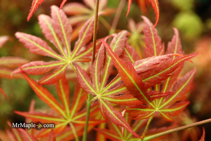 - Acer shirasawanum 'Bronze Age' Bronze Full Moon Japanese Maple - Mr Maple │ Buy Japanese Maple Trees