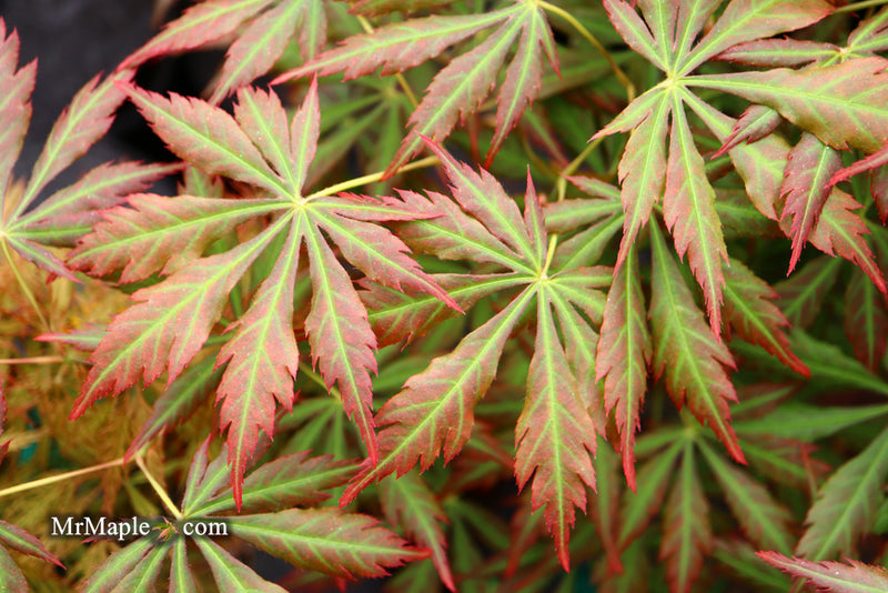 - Acer shirasawanum 'Bronze Age' Bronze Full Moon Japanese Maple - Mr Maple │ Buy Japanese Maple Trees