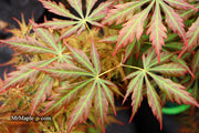 - Acer shirasawanum 'Bronze Age' Bronze Full Moon Japanese Maple - Mr Maple │ Buy Japanese Maple Trees