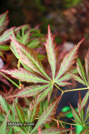 - Acer shirasawanum 'Bronze Age' Bronze Full Moon Japanese Maple - Mr Maple │ Buy Japanese Maple Trees
