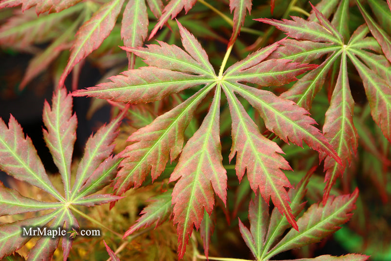 - Acer shirasawanum 'Bronze Age' Bronze Full Moon Japanese Maple - Mr Maple │ Buy Japanese Maple Trees